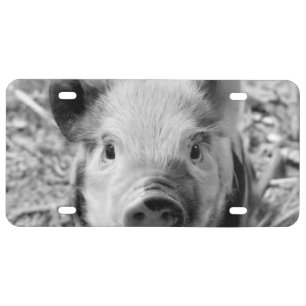 sweet piglet, black white license plate