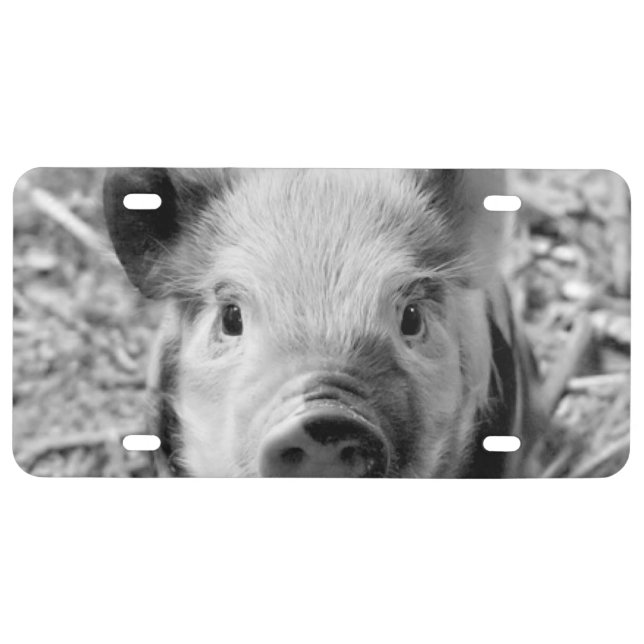 sweet piglet, black white license plate (Front)