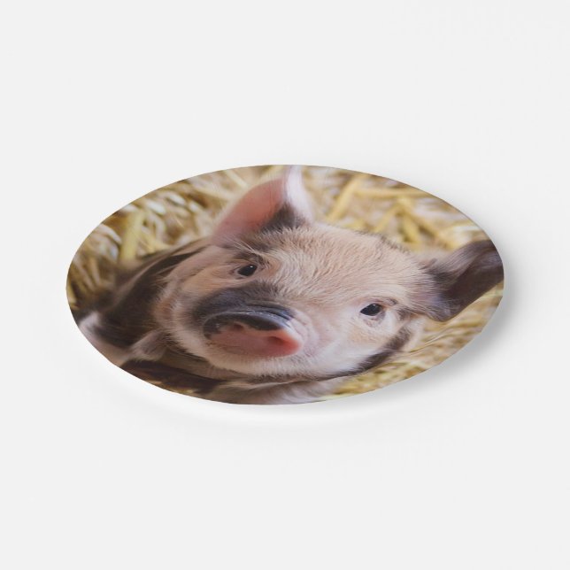 sweet piglet paper plates (Angled)