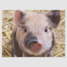 Sweet Piglet