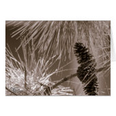 Sweet Pine Cone (5.0) (Front Horizontal)