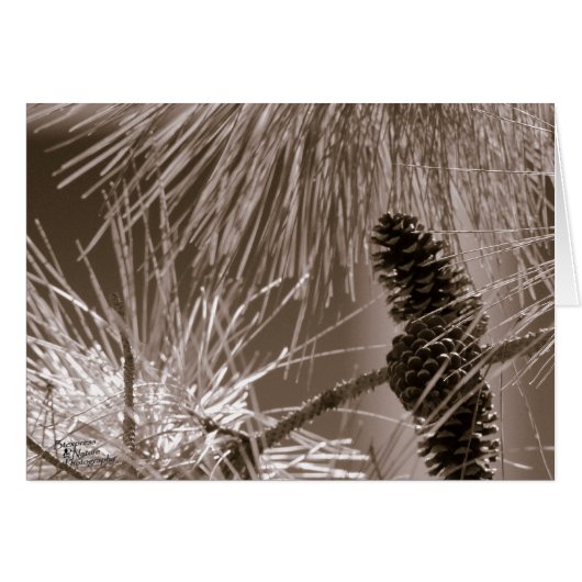 Sweet Pine Cone (5.0) (Front Horizontal)