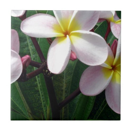 Sweet Pink and Yellow Plumeria Flowers Ceramic Tile