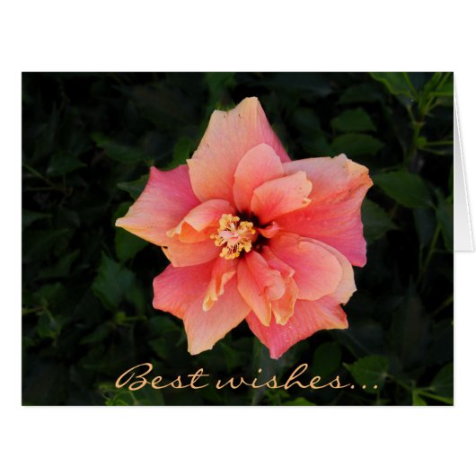 Sweet Pink Hibiscus Flower Custom Text Cards (Front Horizontal)