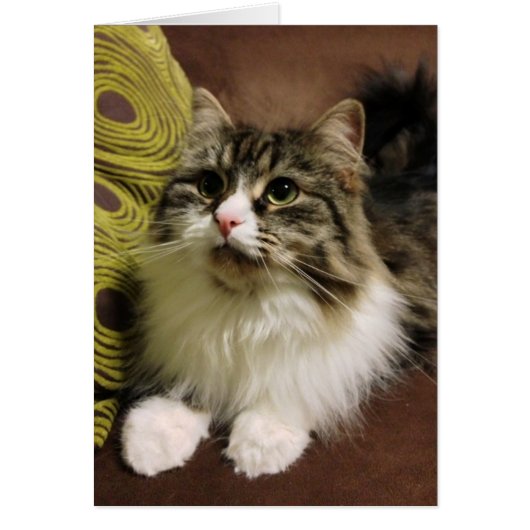 Sweet Portrait of a Siberian Cat Cards (Front)