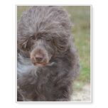 Sweet Portuguese Water Dog Temporary Tattoos