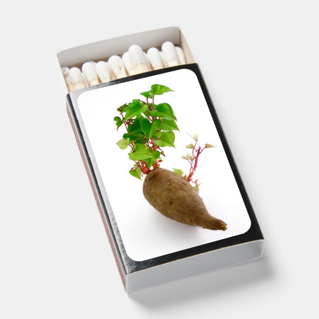 Sweet potato plant sprouts matchboxes (Front Open)