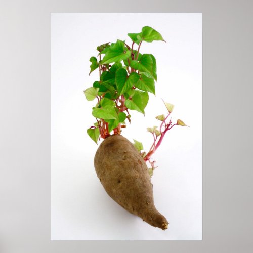 Sweet potato plant sprouts poster