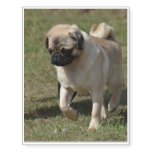 Sweet Pug Dog Temporary Tattoos