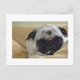 Sweet Pug Postcard