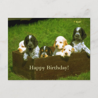 Sweet puppies postcard