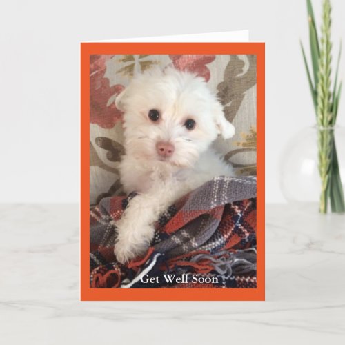 Sweet puppy wrapped in a blanket Get Well Card
