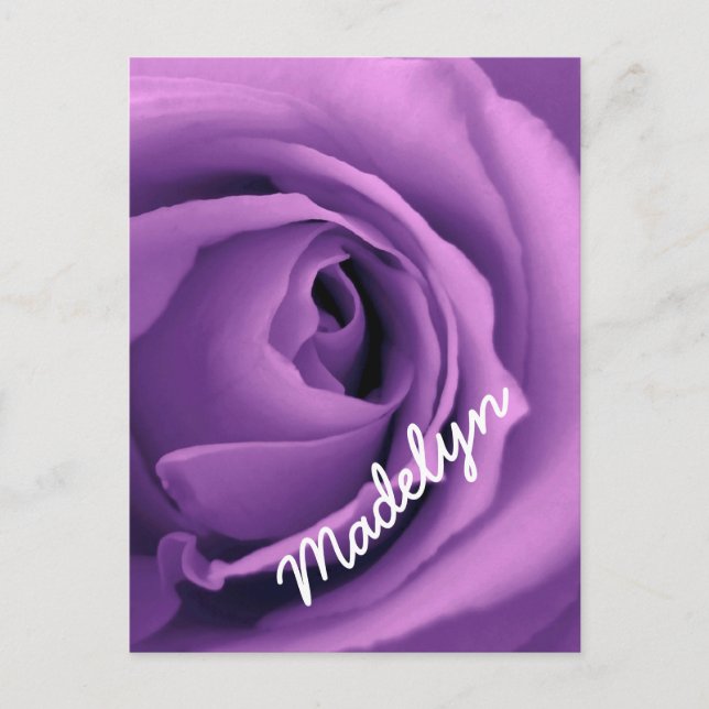 SWEET PURPLE DREAMS Rose Version 023A Postcard (Front)