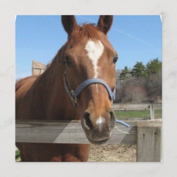 Sweet Quarter Horse Invitations by HorseStall at Zazzle