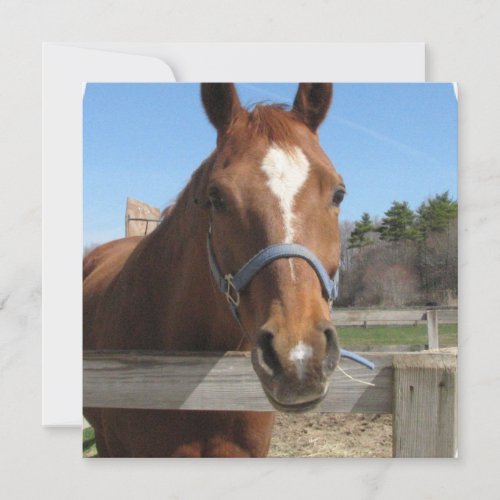 Sweet Quarter Horse Invitations