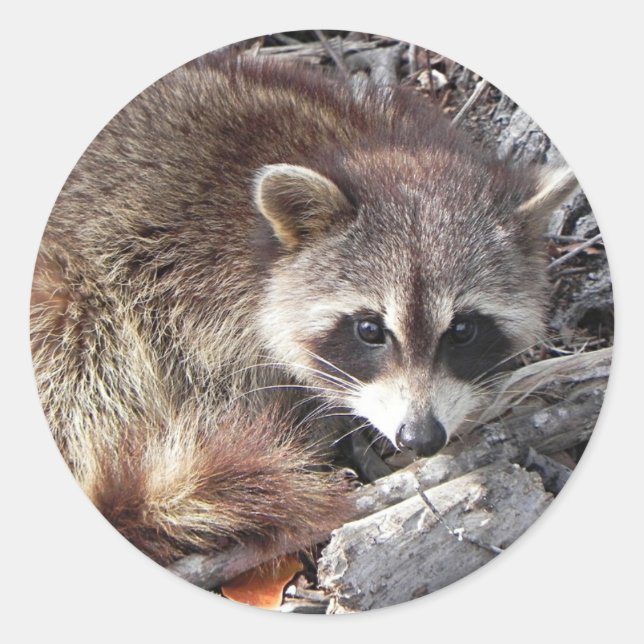 Sweet Raccoon Classic Round Sticker (Front)