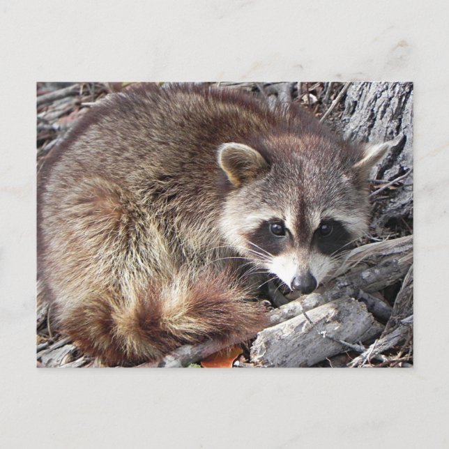 Sweet Raccoon Postcard (Front)