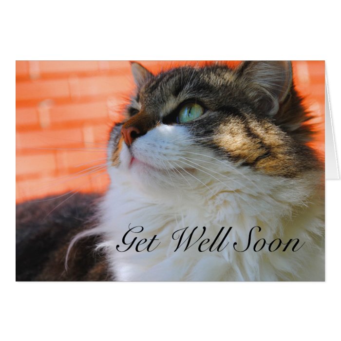 Sweet Ragdoll Cat Get Well Soon Card