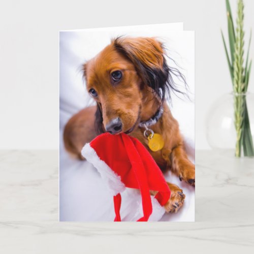 Sweet Red Long Hair Dachshund Holiday Card