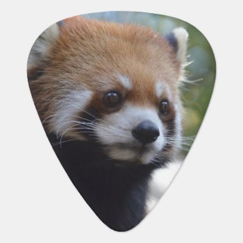 Sweet Red Panda Bear Guitar Pick by WildlifeAnimals at Zazzle