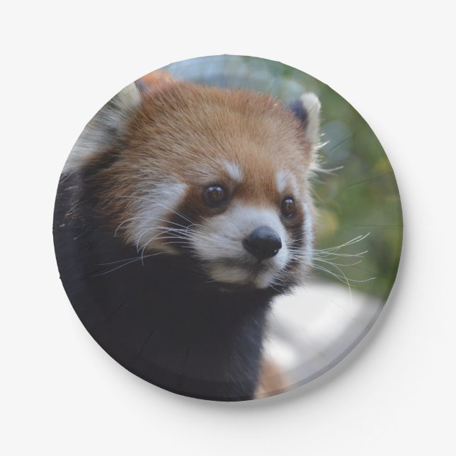 Sweet Red Panda Bear Paper Plates (Front)