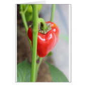 Sweet Red Pepper (Front)