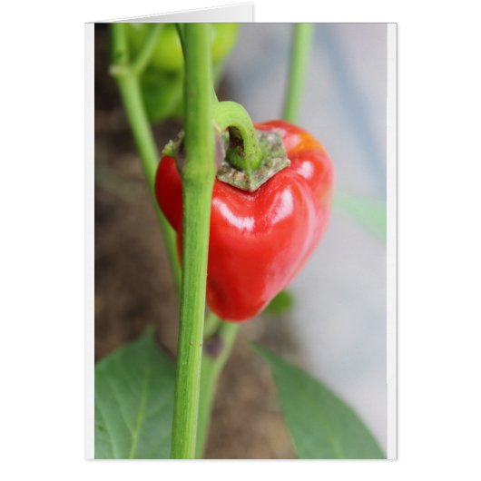 Sweet Red Pepper (Front)