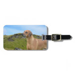 Sweet Rhodesian Ridgeback Dog Luggage Tag