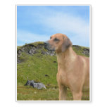 Sweet Rhodesian Ridgeback Dog Temporary Tattoos