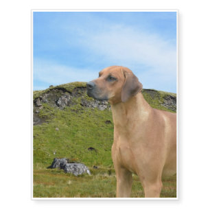 Sweet Rhodesian Ridgeback Dog Temporary Tattoos