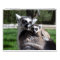  Sweet Ring-tailed Lemurs 