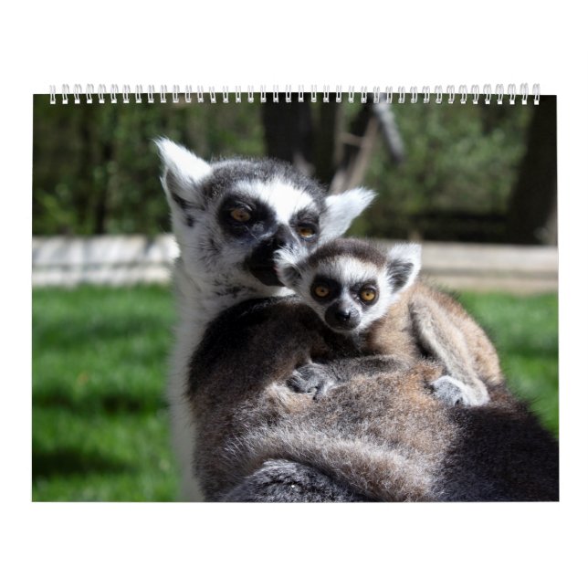  Sweet Ring-tailed Lemurs  Calendar (Cover)