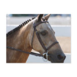 Sweet Roan Pony Postcard