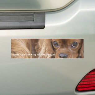 Sweet Ruby Cavalier King Charles Spaniel Bumper Sticker