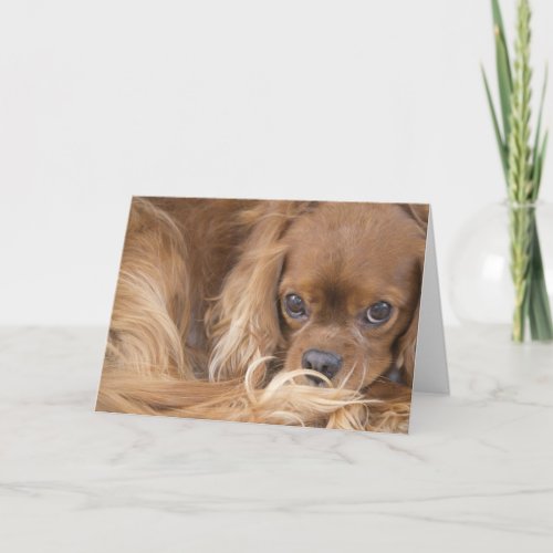 Sweet Ruby Cavalier King Charles Spaniel Card