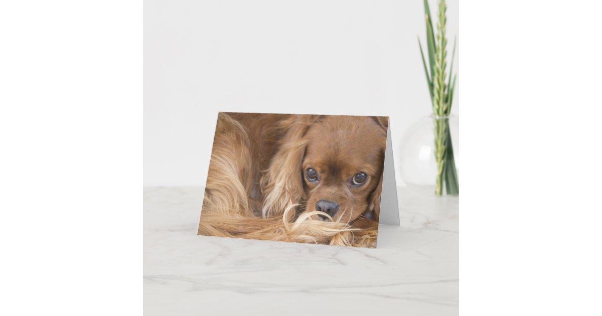  Cavalier King Charles Spaniel NOTE CARDS Ruby color : Handmade  Products