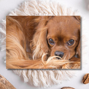 Sweet Ruby Cavalier King Charles Spaniel Card