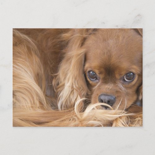 Sweet Ruby Cavalier King Charles Spaniel Postcard