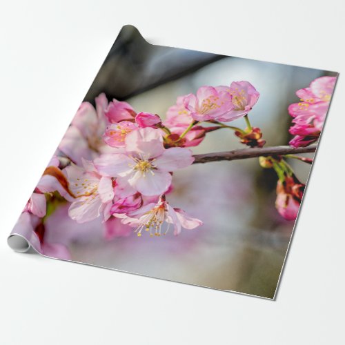 Sweet Sakura Flowers In Springtime Wrapping Paper
