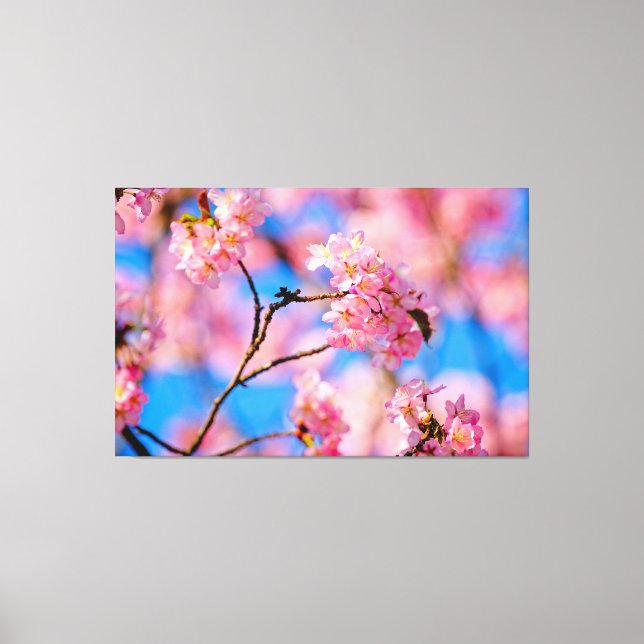 Sweet Sakura Flowers On A Sunny Day Of Spring Canvas Print (Front)