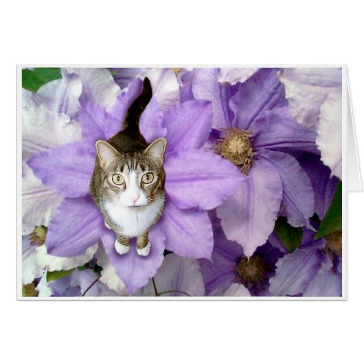 Sweet Sam Cards (Front Horizontal)