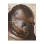Sweet Sea Lion Postcard