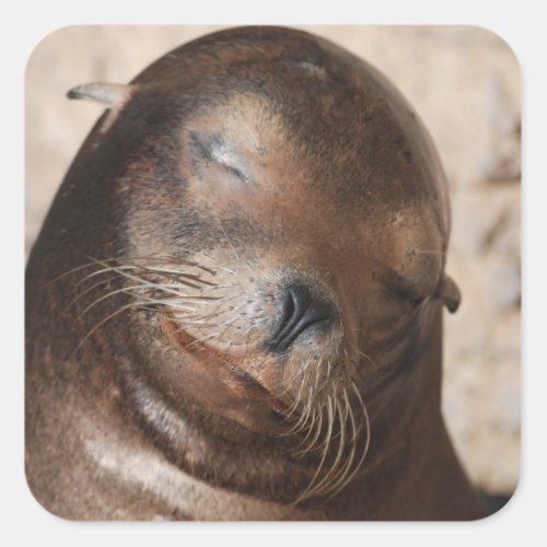 Sweet Sea Lion Stickers