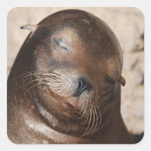 Sweet Sea Lion Stickers (Front)