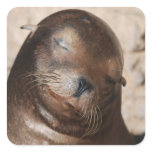 Sweet Sea Lion Stickers