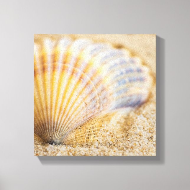 Sweet Seashell Canvas Print (Front)