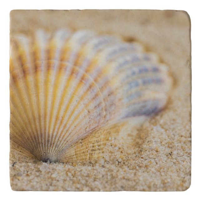 Sweet Seashell Trivet (Front)