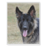 Sweet Shiloh Shepherd Temporary Tattoos