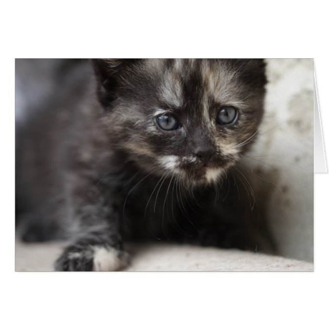 Sweet Shy Tortoiseshell Baby (Front Horizontal)