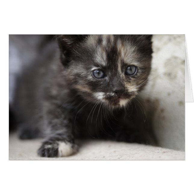 Sweet Shy Tortoiseshell Baby Cards (Front Horizontal)